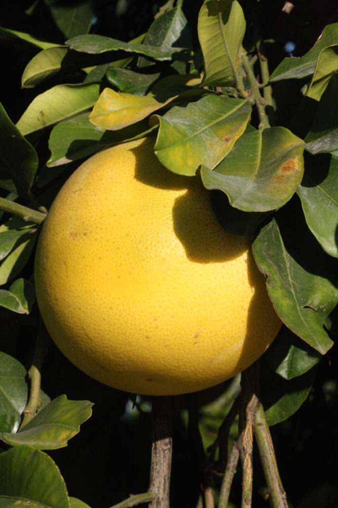              Fruit (Riverside, CA)       